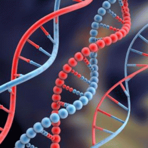 Independent examination of DNA paternity and maternity